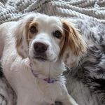 Pepper Jones - @pepper_jones_sprocker - Instagram