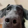 Pepper Jones - @pepper_theblacklab - TikTok