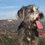 Pepper Jones 🐺🌶 - @pepperthelapup - Instagram