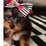 Pepper Jones Reisner - @pepper_jones_reisner - Instagram
