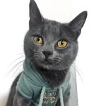 Pepper - @pepper__jones - Instagram