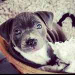 PepperJones - @pepperjones33 - Instagram