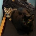 Pepper and Miller - @pepperoni.and.mills - Instagram