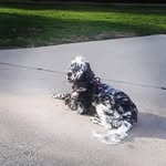 Pepper Miller - @peppersetter - Instagram