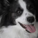 Pepper Miller - @peppermillerakrondog - Instagram