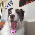 Pepper🐶 - @pepper._.miller - Instagram