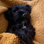 Archie the Mini Schnauzer - @archie.percival.thompson - Instagram