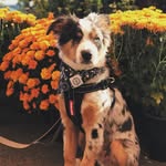 Percy Abrams - @percy.the.pupper - Instagram