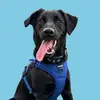 Percy | Black Labrador - @percythedawg - TikTok
