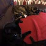 Percy and Tootsie - @percyblackcat - Instagram