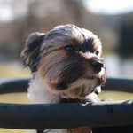 percy - @percyblacky - Instagram