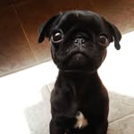 Percy the Pug - @percyblackpug - Instagram