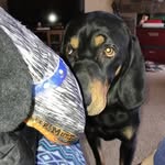 Percy The Puppy - @percy_blackntan - Instagram
