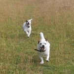 Pippa&Percy - @pippanpercyfletchersdogyears - Instagram