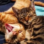 Hy our Names are Percy & Foxy - @percyandfoxy - Instagram