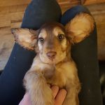 Percy Fox - @the_fox.and.the_hound - Instagram