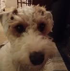 Percy Fox - Facebook