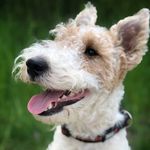 Percy - @percy_foxterrier - Instagram