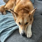 Percy - @percy_the_fox - Instagram