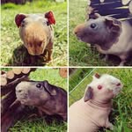Dolly, Delfy, Blossom, Percy & George ❤️ - @breads_on_legs - Instagram