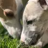 georgeandpercy_ - @georgeandpercy_ - TikTok