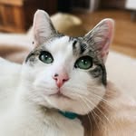 𝐏𝐞𝐫𝐜𝐲 & 𝐆𝐞𝐨𝐫𝐠𝐞 - @the_collyer_cats - Instagram