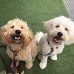 Percy_&_George - @percy_and_george2 - Instagram