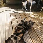 Percy & George - @percyandgeorgie - Instagram
