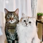 PERCY & GEORGE - CUTE CATS - @percy.george4life - Instagram