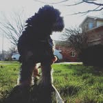 Percy, Ace and George - @1.2.3_pets_in_this_house - Instagram