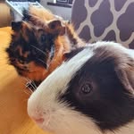Percy and George - @percyandgeorge2021 - Instagram