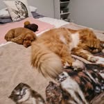 Percy and George - @_percyandgeorge - Instagram