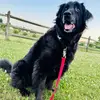 🐶Percy🐶 - @percyggeorge - TikTok