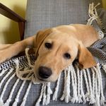 Percy Green - @percy_green_lab - Instagram