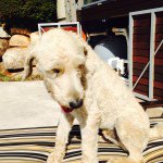 Percy Green Macgregor - @percthepooch - Instagram
