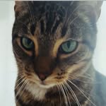Percy - @percy_greeneyes - Instagram
