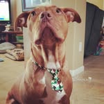 Percy Holmes - @percy_house_of_holmes - Instagram