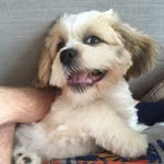 House of Percy - @house_of_percy_pig - Instagram