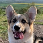Percy the house keeper - @percytricolourcorgi - Instagram