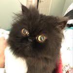 Walter & Beatrice Walker - @percys_house - Instagram