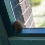 Percy Humphrey Chopinki - @percy_the_egg - Instagram