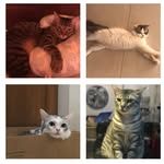 Percy, Loki, Luna, & Hunter - @4cats1house_ - Instagram