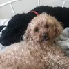 Percy & Jasper - @itsadogslife3 - TikTok