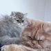 Sir Louis, Mr. Percy &amp; King George - Facebook