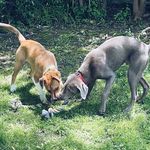 adventures of percy and knox - @percyandknox - Instagram