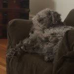 @percy_the_lakeland - Instagram