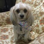 Percy Larson - @percymaltepoo - Instagram