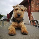Percy Lyon - @percythewelshterrier - Instagram