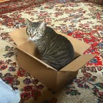 Percy Malone - @percycoolcat - Instagram