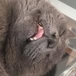 Lord Percy Marshall IV - @lordpercymarshall - Instagram